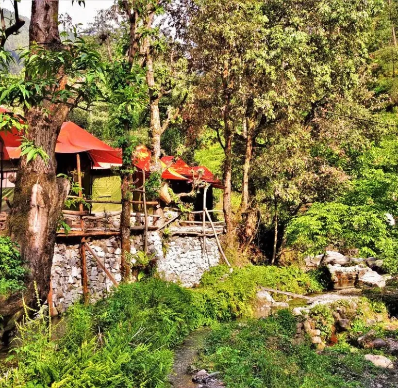 Camp in jungle